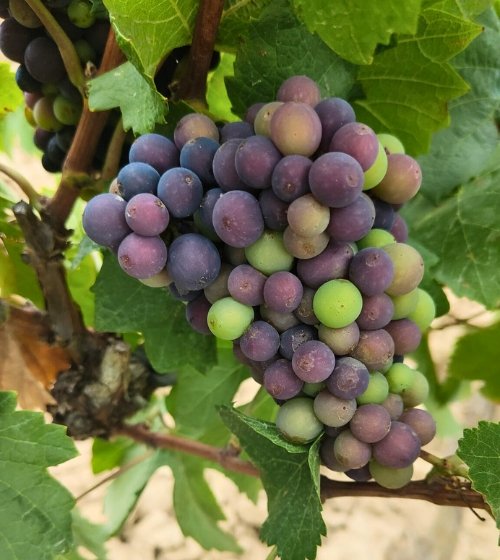 winery in the Penedès